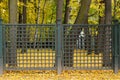 Autumn Park. Trees Pergola fence with leaves.