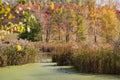Autumn park view with ducks making their way in narrow passage in reed on green surface of a pond and colorful yellow Royalty Free Stock Photo