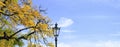 Autumn in the park, vintage lantern, tree with colored leaves and blue sky, negative space technique,large copy space