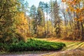 Autumn park in warm colors with scenery road