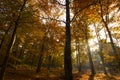 Autumn park, woods Royalty Free Stock Photo