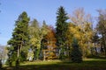 Autumn park and yelow tree Royalty Free Stock Photo