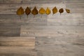 Autumn passes from Light yellow to dark orange to a wooden background. The concept of changing the season.