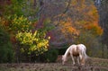 Autumn Pasture and Horse Royalty Free Stock Photo