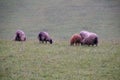 Autumn pastures. Sheep on a field in October on a rainy cloudy day. Rural lifestyle. Royalty Free Stock Photo