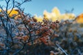 Autumn Patagonia and the bush covered with hoarfrost. Argentine part