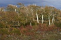 Autumn in Patagonia, Chile