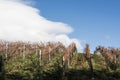 Autumn Patagonian Vineyard. Esquel, Argentina