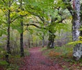 Autumn on the path of ancient oaks in the Sakana Valley, Navarra Royalty Free Stock Photo