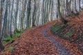 An autumn path in a beech forest. Foliage in Bieszczady national park, Poland. Autumn colors in a beechwood