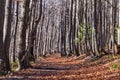 An autumn path in a beech forest. Foliage in Bieszczady national park, Poland. Autumn colors in a beechwood.