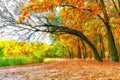 Autumn Path Beneath Bent Oaks Royalty Free Stock Photo