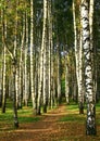 Autumn path in a birch grove with sunny lights Royalty Free Stock Photo