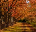 Autumn path