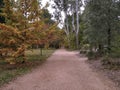 Autumn path in Castlemaine