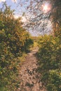 The autumn path is dotted with fallen leaves illuminated by the Royalty Free Stock Photo