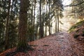 autumn path with downfallen read leaves in the conifer and and beech forest, the rays of the sun pierce through the trees Royalty Free Stock Photo