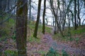 Autumn Path: Dry Leaves Among Trees in Forest