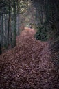 Autumn path through the forest, walking man Royalty Free Stock Photo