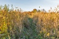 Autumn path in the reed at sunset, Ukraine Royalty Free Stock Photo