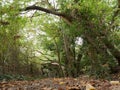 Autumn path walk way through trees forest holloway Royalty Free Stock Photo