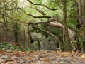 Autumn path walk way through trees forest holloway Royalty Free Stock Photo