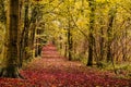 Autumn path in woodland Royalty Free Stock Photo