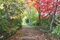 Autumn pathway