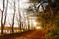 Autumn Pathway. Co.Cork, Ireland. Royalty Free Stock Photo