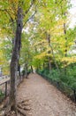 Autumn Pathway in the forest