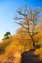 Autumn Pathway. Landscape with the autumnal trees.