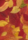 Autumn pattern