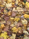 Autumn pattern on the ground of fallen leaves. Multicolored carpet in warm colors, brown, yellow, red. Beautiful maple Royalty Free Stock Photo