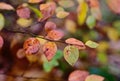 Autumn pattern with leaves