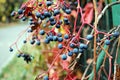 Fruits of grape ivy - autumn Royalty Free Stock Photo