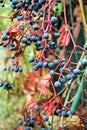 Fruits of grape ivy - autumn season Royalty Free Stock Photo