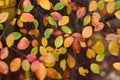 Autumn pattern with red, green, and yellow leaves