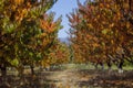 Autumn Peach Garden Royalty Free Stock Photo