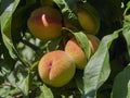 Autumn peaches ripening in a tree in the sunshine