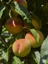 Autumn peaches ripening in a tree in the sunshine, turning red rose coloured