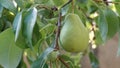 Autumn pear. Ripe pear on a branch of a tree with green leaves Royalty Free Stock Photo