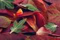 Autumn blueberry and peony leaf