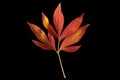 Autumn peony leaf