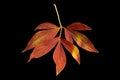 Autumn peony leaf