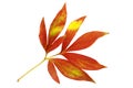 Autumn peony leaf