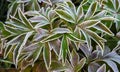 Autumn peony leaves covered with frost and ice after freezing overnight