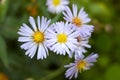 Autumn perennial aster flowers.