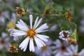 Autumn perennial aster flowers.