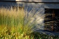 Autumn perennial flowerbed are sad but beautiful. their fertility spews out the seeds and acts aesthetically with the yellow leave