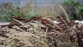 Autumn perennial flowerbed are sad but beautiful. their fertility spews out the seeds and acts aesthetically with the yellow leave